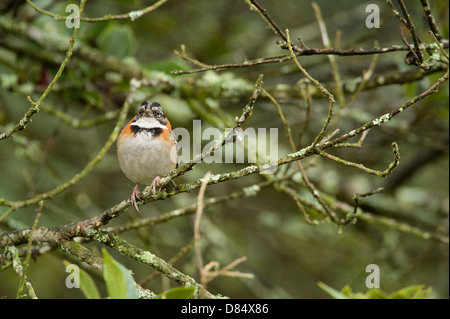 Rufous-Kragen Sparrow thront auf einem Ast in Costa Rica, Mittelamerika Stockfoto