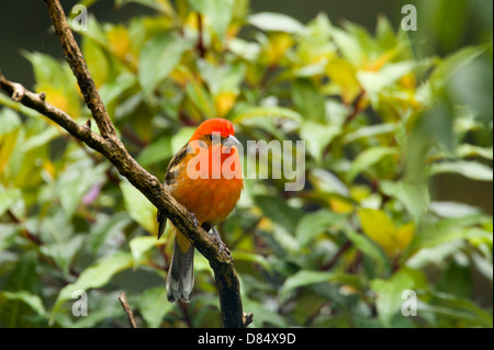 Flamme-farbige Voegel männlichen thront auf einem Ast in Costa Rica, Mittelamerika Stockfoto