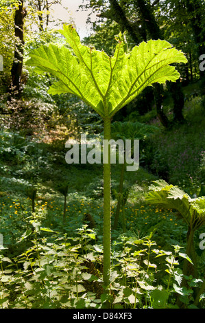 Gunnera Blatt Aberglasney Haus Gärten Carmarthen Stockfoto