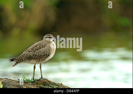 Regenbrachvogel Vogel an einem Ufer der Mangroven in Costa Rica, Mittelamerika Stockfoto