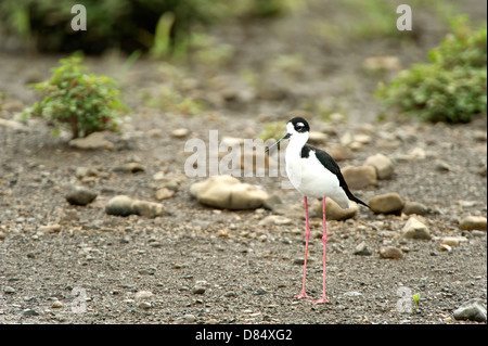 Schwarzhals-Stelzenläufer auf einem Ufer der Mangroven in Costa Rica, Mittelamerika Stockfoto