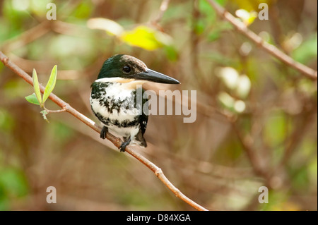 Grüne Eisvogel thront auf einem Ast an einem Baum entlang einer Mangrove in Costa Rica, Mittelamerika Stockfoto