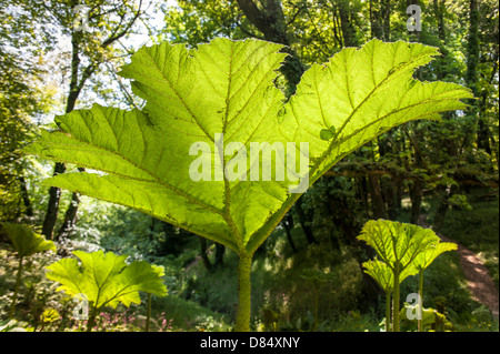 Gunnera Blatt Aberglasney Haus Gärten Carmarthen Stockfoto