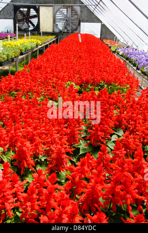 Vista rot Salvia im Gewächshaus Pflanzen Baumschule, Arkansas, USA. Stockfoto