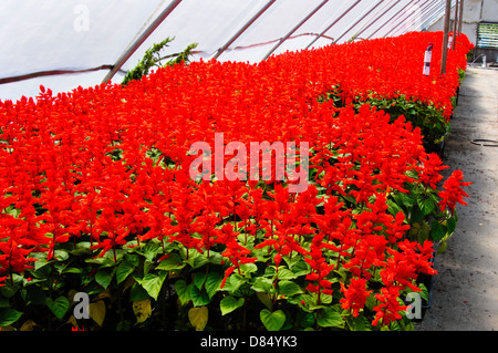 Vista rot Salvia im Gewächshaus Pflanzen Baumschule, Arkansas, USA. Stockfoto