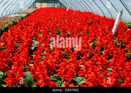 Vista rot Salvia im Gewächshaus Pflanzen Baumschule, Arkansas, USA. Stockfoto