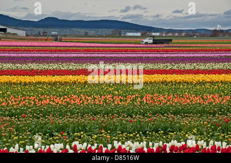 Landschaft im ländlichen Raum ist Reihen brillante bunten Frühling Tulpen auf Ackerland mit Bergen in der Ferne. Atemberaubende Frühling Stockfoto