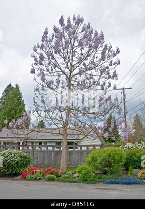 Fingerhut Baum, Paulownia tomentosa steht in voller Blüte mit lila Blüten. Auch als Prinzessin oder Kaiserin Baum bekannt. Stockfoto