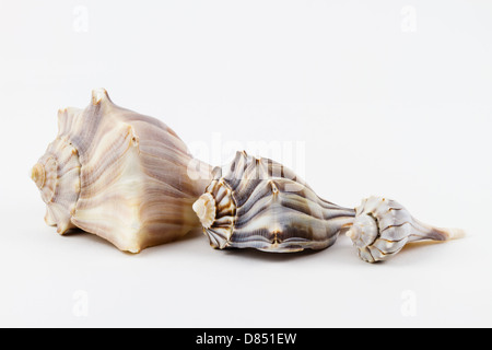 Drei genoppten Wellhornschnecken alle in einer Reihe, alle gefundenen an einem Strand in Florida. Stockfoto