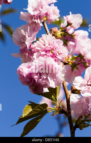 Kleiner Garten in voller Blüte im Frühjahr. Stockfoto