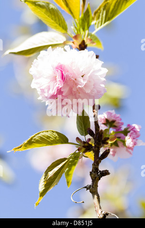 Kleiner Garten in voller Blüte im Frühjahr. Stockfoto