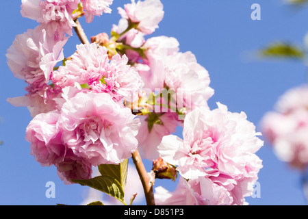Kleiner Garten in voller Blüte im Frühjahr. Stockfoto