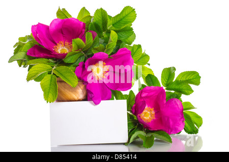 Blumen blühen Rosen auf weißem Hintergrund Stockfoto