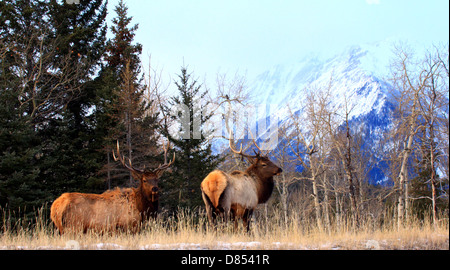 40,914.04387 Zwei elk Bullen mit großen Geweih auf nadelwald Kante mit schneebedeckten Berge im Hintergrund. Stockfoto