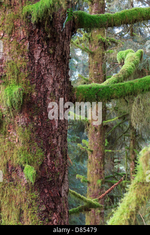 41,353.06256 Nahaufnahme Nahaufnahme CU eines Sitka nadelbaumbaum Stamm und Äste, bedeckt mit Moos Fichte. Stockfoto