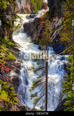 41,073.02352 Firehole River Wasserfälle und Nadelbäumen, mit Wasser zwischen hohen Klippen in eine tiefe Schlucht, Stromschnellen, Wasser zu hetzen. Stockfoto