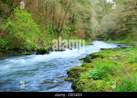 41,378.08473 schöner Frühling Landschaft des Nestucca Fluss, mit niedrigen und einen breiten Betrachtungswinkel von Stromschnellen durch einen Wald Moos Gras fließende Stockfoto