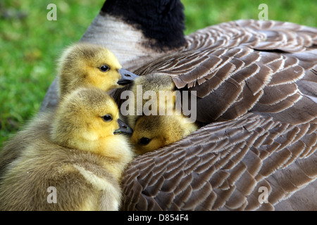 41,411.00102 Vier Kanadagans Gänschen kuscheln unter Mutters Flügel. Stockfoto