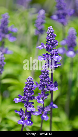 Blaue Salvia (Salvia Farinacea) Blumen blühen im Garten Stockfoto