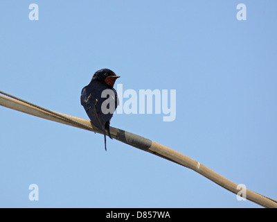 Rauchschwalbe sitzend am Kabel über blauen Himmel Stockfoto