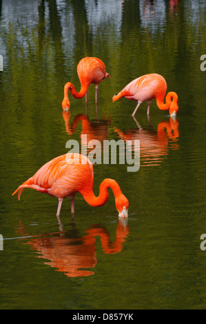 Drei Flamingo ist in einem Pool mit leuchtenden Farben Fütterung. Stockfoto