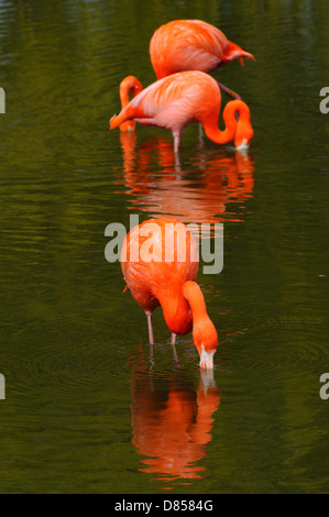 Drei Flamingos Fütterung in einem pool Stockfoto