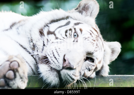 Nahaufnahme der weißen Tiger ruht mit Fell Detail und Schnurrhaare Stockfoto