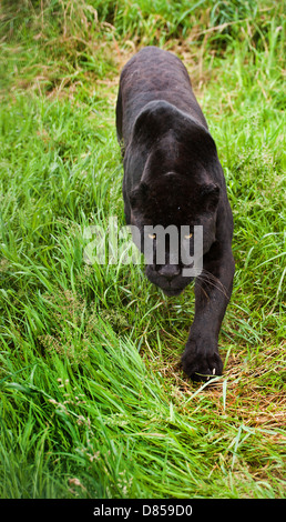 Schwarzer Jaguar Panthera Onca schlich durch lange in Gefangenschaft Stockfoto