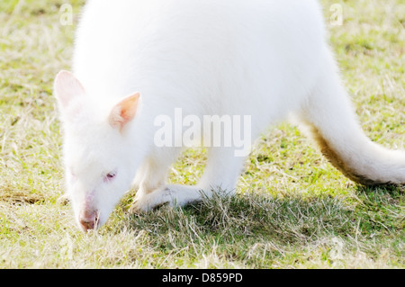 Albino-Wallaby Essen Rasen mit roten Augen Stockfoto