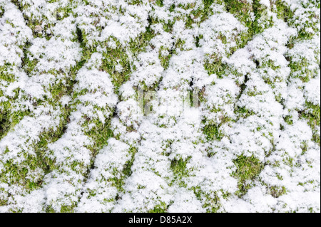 Makroaufnahme einer Baumrinde mit Schnee bedeckt Stockfoto