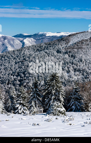 Winter, Schnee auf den Bäumen, blauer Himmel, kalten, schneereichen, Plateau de de Beille, Ariège, Französischen Pyrenäen, Frankreich Stockfoto