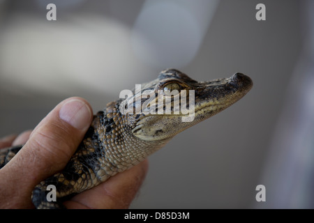 Nahaufnahme eines Babys, das Amerikanische Krokodil in die Hand eines Mannes Stockfoto