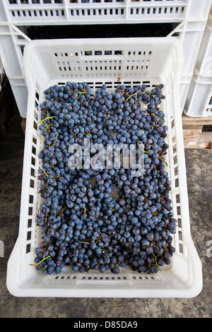 Italien-Lombardei-Valtellina-Chiuro Erntezeit Stockfoto