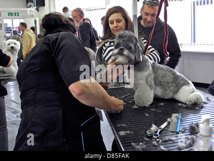 Hundesalon bringt unterschiedlicher Begeisterung... KEINE MODEL-RELEASES NUR ZUR REDAKTIONELLEN VERWENDUNG Stockfoto