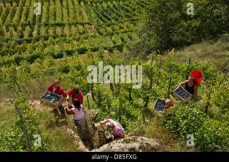 Italien-Lombardei-Valtellina-Chiuro Erntezeit Stockfoto