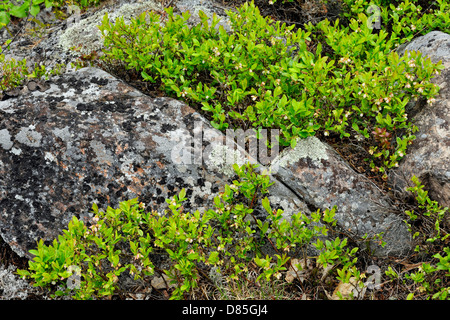 Kanadische Schild Granit Aufschlüssen mit blühenden Heidelbeere (Vaccinium angustifolium Bush (niedrig), Killarney, Ontario, Kanada Stockfoto