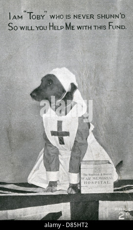 WAR MEMORIAL FUND - HUND Stockfoto