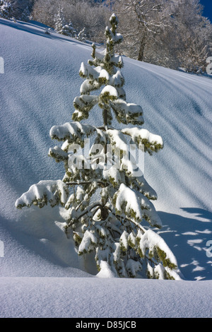 Winter, Schnee an kalten, verschneiten Weihnachtsbaum, Stockfoto