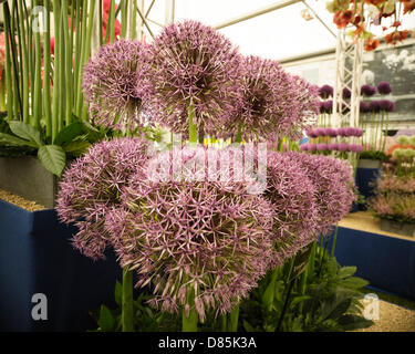 London, UK, 20.05.2013: 2013 RHS Chelsea Flower Show. Blume-Displays. Bild von Julie Edwards Stockfoto