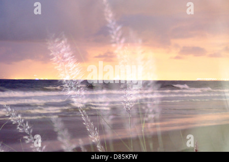 Binsen am Strand Stockfoto