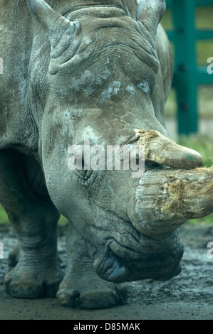 Nashorn im Zoo Kopfschuss aus nächster Nähe Stockfoto