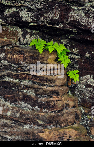 Farn Kolonien auf Felsen in der Nähe von Scott fällt, Au Train, Michigan, USA Stockfoto