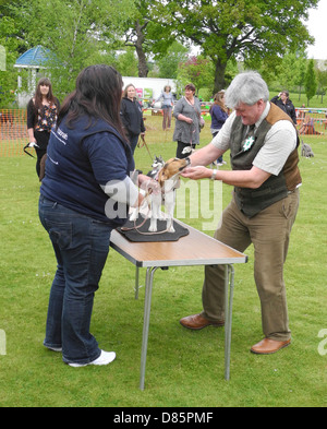 Hund bringt Sendungen unterschiedlicher Begeisterung... KEINE MODEL-RELEASES NUR ZUR REDAKTIONELLEN VERWENDUNG. Dies ist eine Hundeausstellung in Goodwood Agricultural College Tag der offenen Tür Stockfoto