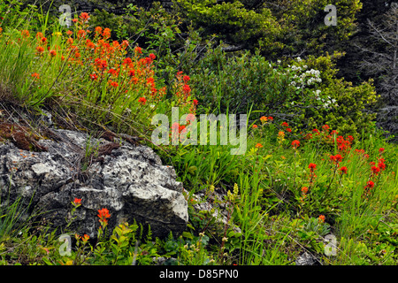 Gemeinsame Pinsel (Castilleja Miniata) und rock Aufschlüsse Glacier National Park, zwei Humanmedizin, Montana, USA Stockfoto