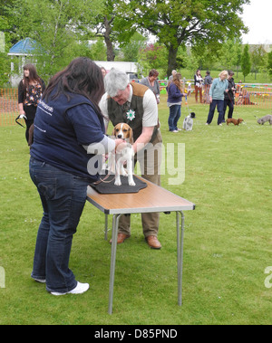 Hund bringt Sendungen unterschiedlicher Begeisterung... KEINE MODEL-RELEASES NUR ZUR REDAKTIONELLEN VERWENDUNG. Dies ist eine Hundeausstellung in Goodwood Agricultural College Tag der offenen Tür Stockfoto