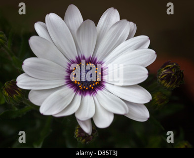 Weiße Osteospermum (Cape Daisy) Stockfoto