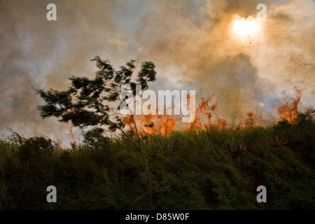 Verbrennung von Zuckerrohr-Plantage für manuelles Schneiden, Bauru Stadtregion, Bundesstaat Sao Paulo, Brasilien Ethanol Umweltkriminalität Stockfoto