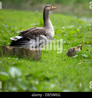 Gänse (Anser Anser) Graugänse mit Gosling Gänsel Jungvögel Küken Küken Baby Vögel gemeinsamen Vogel Geflügel Graylag in freier Wildbahn Stockfoto