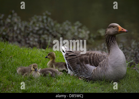 Gänse (Anser Anser) Graugänse mit Gänsel Jungvögel Küken Baby Vögel gemeinsamen Vogel Geflügel Graylag in die wildlebende Tierwelt Stockfoto