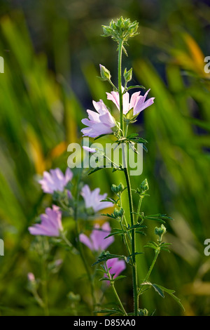 Moschusmalve (Malva Moschata) in Blüte Stockfoto